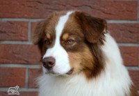 /album/a/mekac-hlava-jpg1/